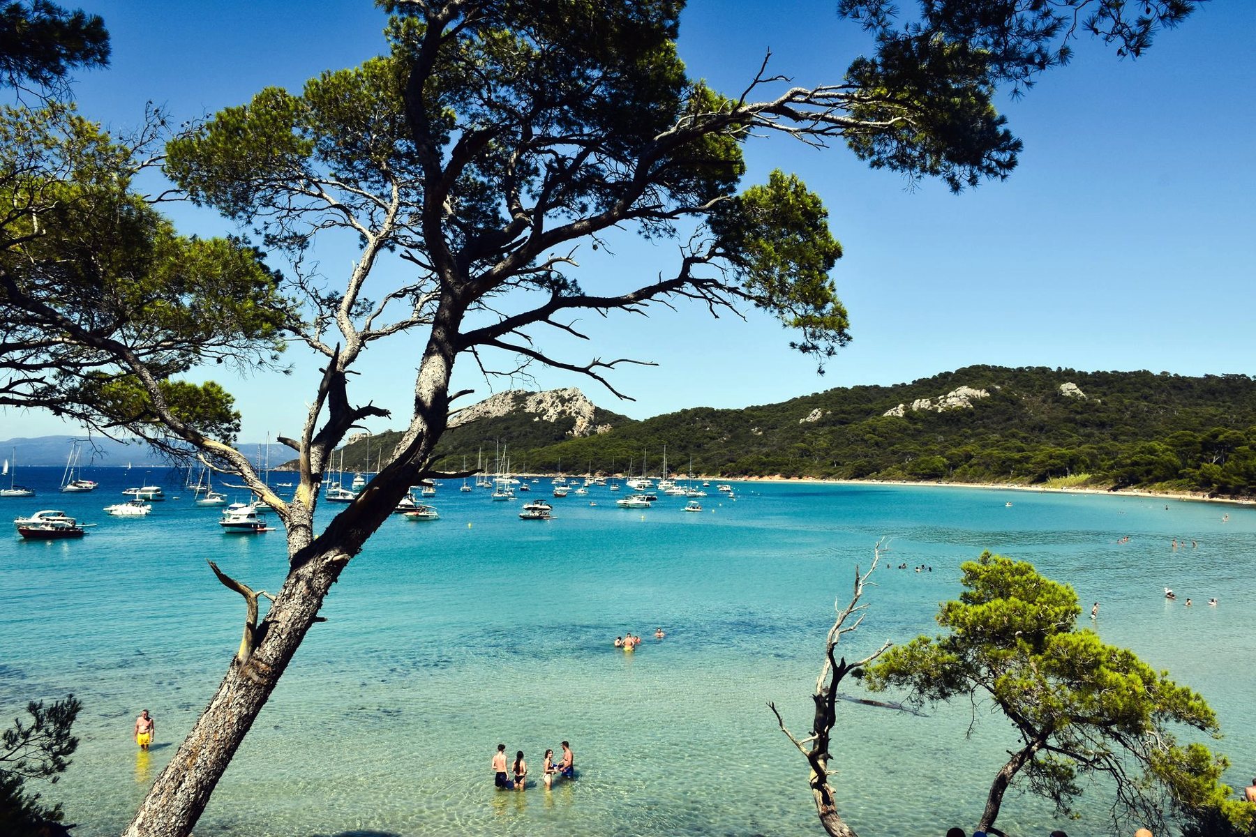 Pins et baie turquoise du littoral varois